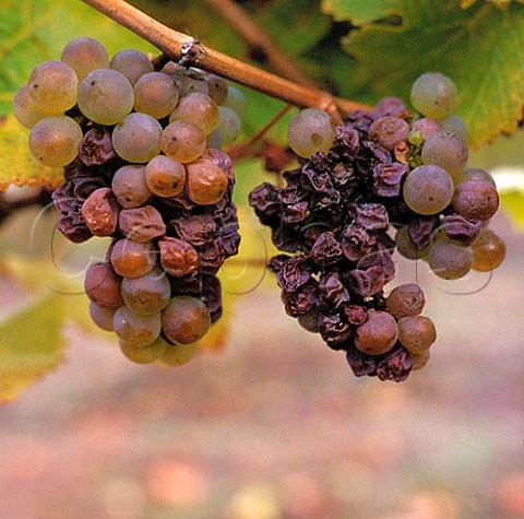 Riesling grapes affected by botrytis   Marlborough New Zealand