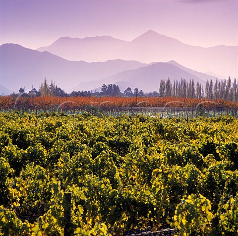The Richmond Ranges viewed over vineyard of   Shingle Peak in the Wairau River valley    Marlborough  New Zealand