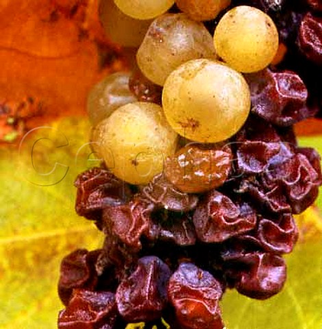 Chardonnay grapes affected by Botrytis   Marlborough New Zealand