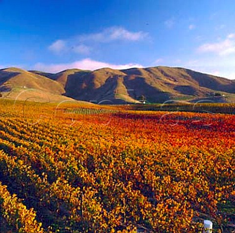 Autumnal vineyard of Clayvin Estate in the   Upper Brancott Valley Marlborough New Zealand