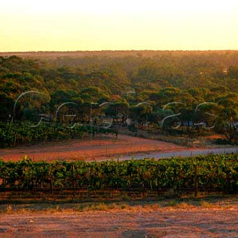 Banrock Station Vineyard owned by BRL Hardy   at KingstononMurray South Australia  Riverland