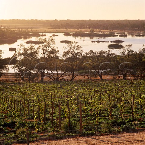 Banrock Station Vineyard owned by BRL Hardy   by the Murray River KingstononMurray   South Australia   Riverland