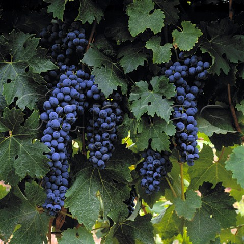 Cabernet Sauvignon grapes  Cape Mentelle Vineyards   Margaret River Western Australia