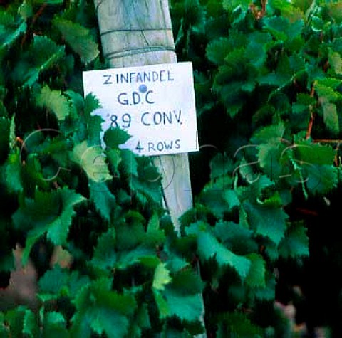 Zinfandel vines   Cape Mentelle Vineyards Margaret River  Western Australia