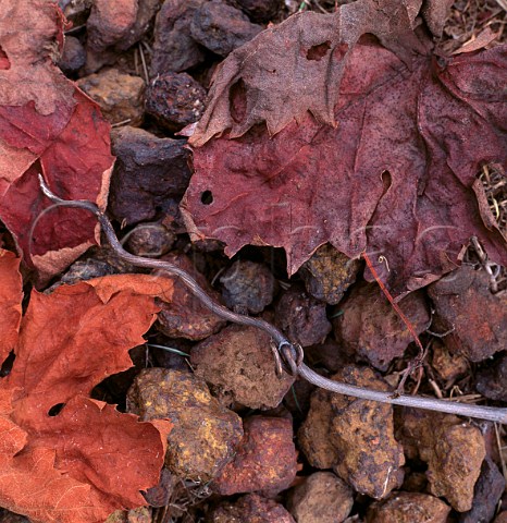 Ironstone rocks and autumnal Zinfandel leaves in vineyard of Cape Mentelle Margaret River  Western Australia
