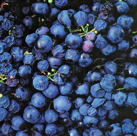 Harvested Zinfandel grapes  Cape Mentelle Vineyards Margaret River   Western Australia