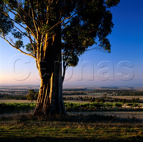 Karrivale Vineyard in the Porongurup Hills near   Mount Barker Western Australia  Lower Great Southern