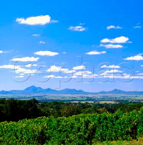 Mount Trio Vineyards in the Porongurup Hills near   Mount Barker Western Australia   Lower Great Southern