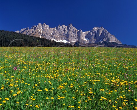 Flowers in meadow with Wilder Kaiser mountain beyond Tyrol Austria