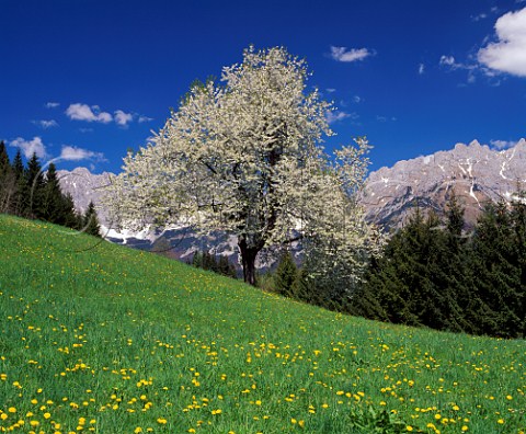 Cherry tree in blossom Tyrol Austria