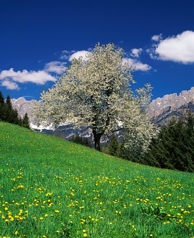 Cherry tree in blossom in spring meadow Salzburgerland Austria