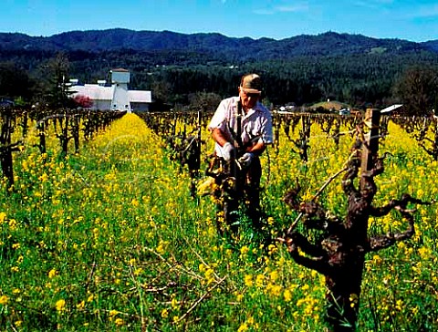 Tying up vines in early spring on Ray Rossi Ranch   StHelena Napa Valley California