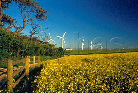 Oil seed rape growing by a wind farm   Causilgy Farm near Truro Cornwall