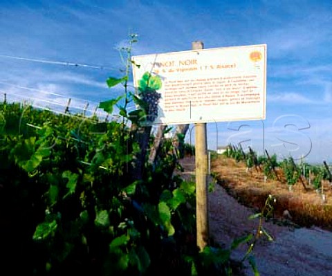 Sign for Pinot Noir in vineyard at Marlenheim   BasRhin France  Alsace