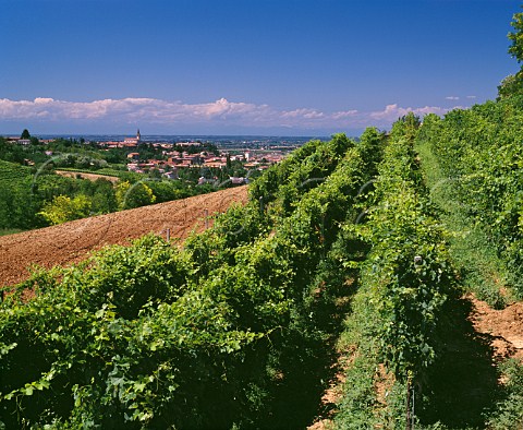 Vineyard at Casteggio Lombardy Italy  Oltrep Pavese DOC