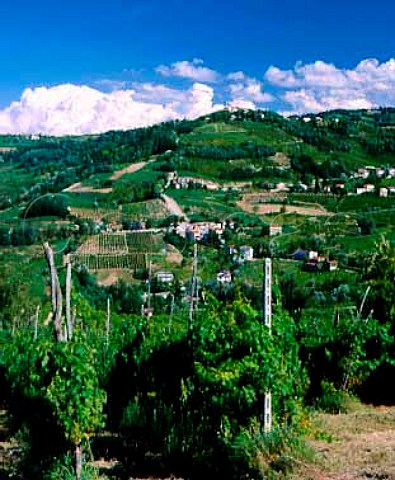 Vineyard landscape near Santa Maria della Versa   Lombardy Italy Oltrep Pavese DOC