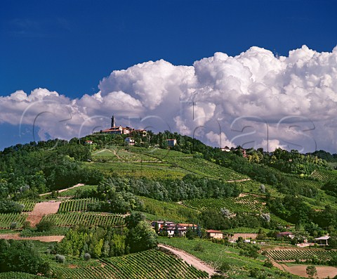 Vineyards near Santa Maria della Versa Lombardy Italy Oltrep Pavese