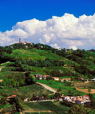 Vineyard landscape near Santa Maria della Versa   Lombardy Italy Oltrep Pavese DOC