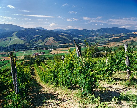Vineyard above the Stironi valley near Vigolino  Emilia Romagna Italy  Colli Piacentini