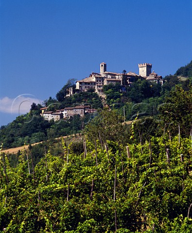 Vineyard in the Stironi valley below the medieval   hamlet of Vigolino Emilia Romagna Italy    Colli   Piacentini DOC