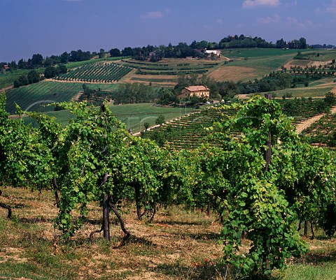 Vineyards near Castelvetro Emilia Romagna Italy Lambrusco Grasparossa di Castelvetro