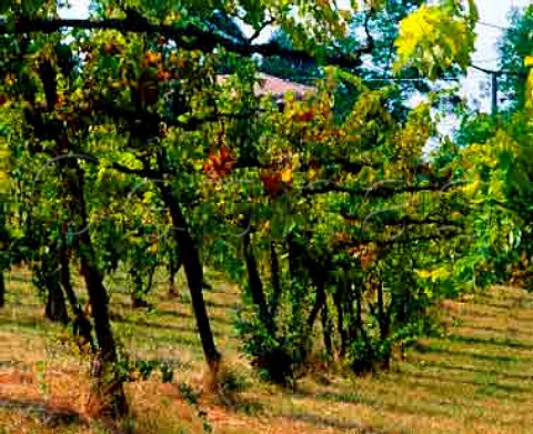 Hightrained vineyard  Castelvetro Emilia Romagna Italy  Lambrusco Grasparossa di Castelvetro DOC