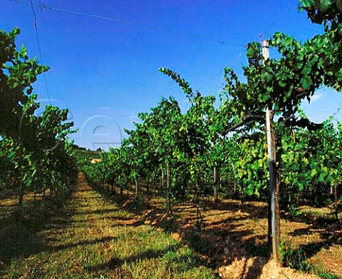 Hightrained vines in vineyard of Cavalleri   Erbusco Lombardy Italy Franciacorta DOC