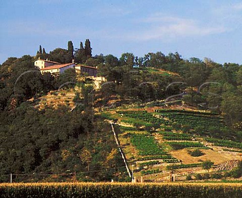 Vineyard below Hotel Cappuccini a former monastery   at Cologne Lombardy Italy  Franciacorta DOC