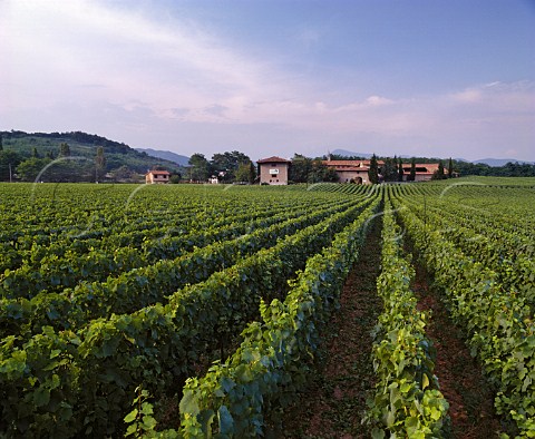 Breda vineyard Chardonnay of Cadel Bosco Passirano Lombardy Italy  Franciacorta
