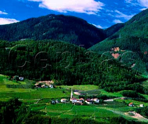 Vineyards on the southern slopes of the Isarco   valley east of Bolzano Alto Adige Italy   Colli di Bolzano DOC