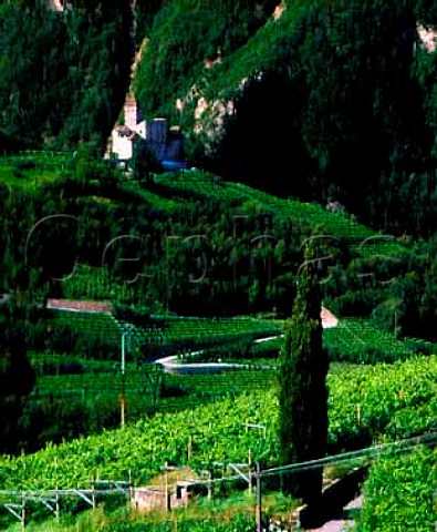 Vineyards on the slopes of the Isarco valley east of   Bolzano Alto Adige Italy   Valle Isarco  Colli di Bolzano DOCs