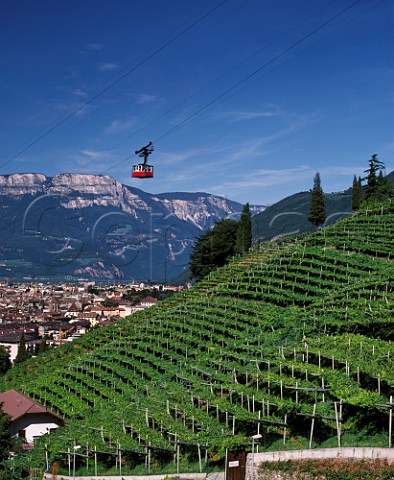 Cable car ascending to Soprabolzano over the   vineyards on the steep hillside above Bolzano Alto   Adige Italy   Santa Maddalena Classico DOC