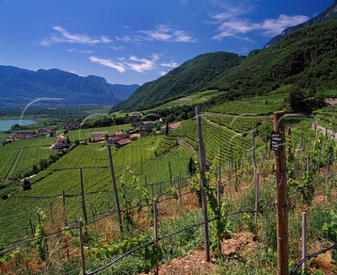 Irrigated plot of young Petit Verdot vines amidst the vineyards on the slopes to the west of   Lago di Caldaro Alto Adige Italy    Caldaro  Terlano DOCs