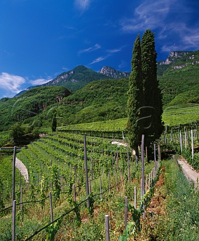 Vineyard high above Lago di Caldaro on the west side of the Adige Valley Alto Adige Italy    Caldaro  Terlano DOCs