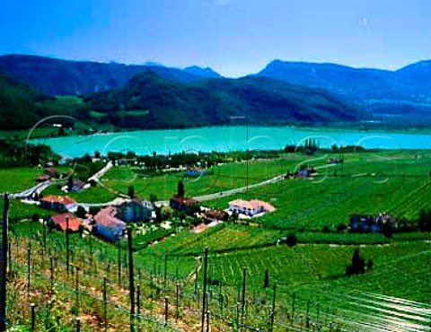 Vineyards on the west side of Lago di   Caldaro Alto Adige Italy    Caldaro DOC