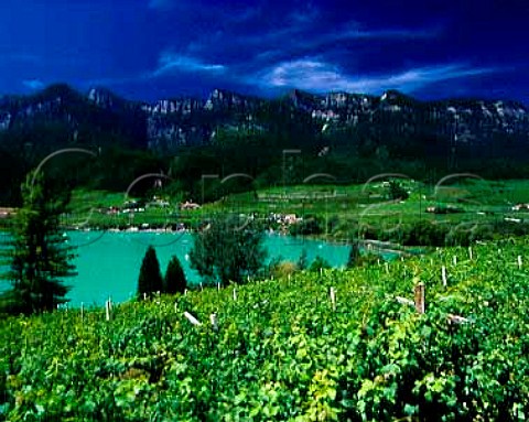 View over vineyards on the east shore of   Lago di Caldaro Alto Adige Italy     Caldaro DOC