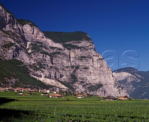 Vineyards at Rovere della Luna Trentino Italy   Trentino  Caldaro DOCs