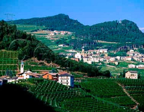 Mosana near and Verla in the Val di Cembra  Trentino Italy  Trentino  Caldaro DOCs