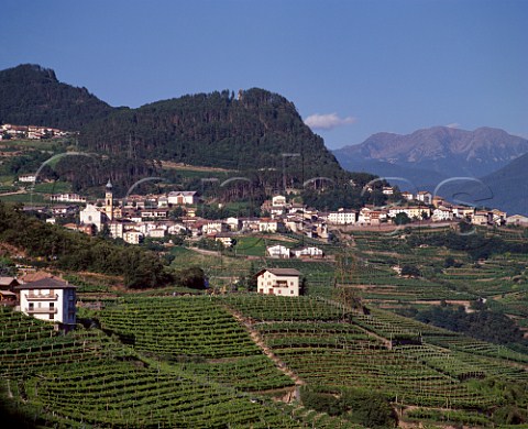 Village of Verla above its vineyards high on the slopes of the Val di Cembra Trentino Italy Trentino  Caldaro DOCs