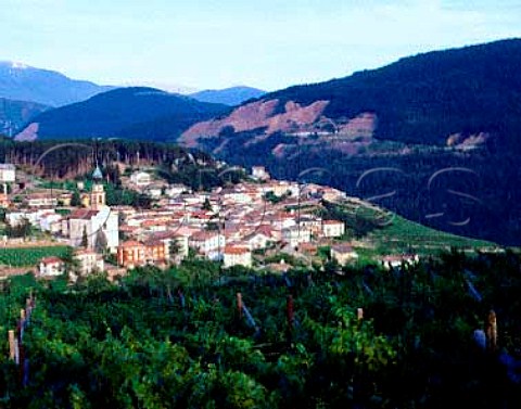 Vineyard above the village of Verla in   the Val di Cembra Trentino Italy    Trentino  Caldaro DOCs