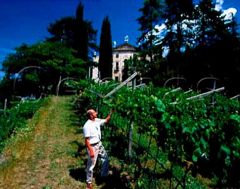 Mauro Lunelli of Ferrari examining his Chardonnay   vineyard alongside the Baroquestyled 17thcentury   Villa Gentilotti   Mattarello near Trento Trentino Italy