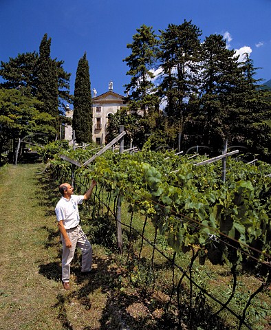 Mauro Lunelli of Ferrari examining his Chardonnay   vineyard alongside the Baroquestyled 17thcentury   Villa Gentilotti   Mattarello near Trento Trentino Italy