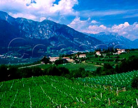 Ferraris Maso di Villa Gentilotti is planted with   Chardonnay and Pinot Noir vines for the companys   sparkling wines and Villa Gentilotti Chardonnay   Mattarello near Trento Trentino Italy