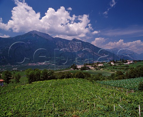 Maso di Villa Gentilotti vineyard of Ferrari above the Adige Valley planted with Chardonnay and Pinot Noir for sparkling wine and Villa Gentilotti Chardonnay Mattarello near Trento Trentino Italy