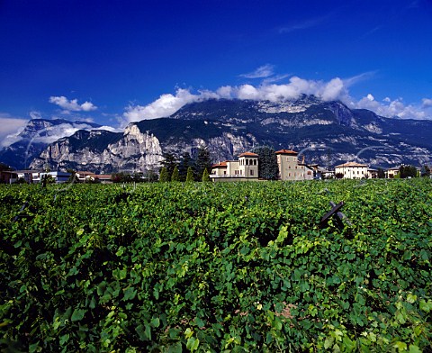 Vineyard at Mezzocorona Trentino Italy  Teroldego Rotaliano DOC