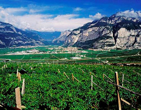 View over Mezzolombardo and Mezzocorona at the   junction of the Adige and Noce valleys  Trentino Italy  Caldaro  Teroldego Rotaliano DOCs