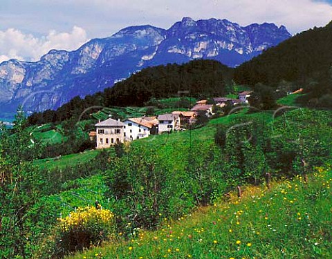 Vineyard above Pressano Trentino Italy  Sorni DOC