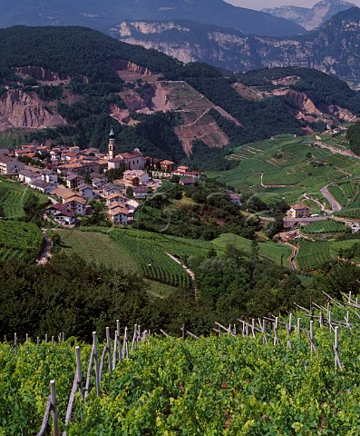Vineyards around village of Palu in the Val di Cembra Trentino Italy  Trentino  Caldaro DOCs