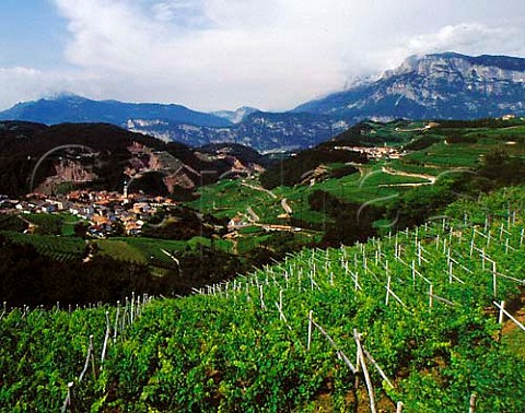 Vineyards surround Palu below and Verla   in the Val di Cembra Trentino Italy    Trentino    Caldaro DOCs
