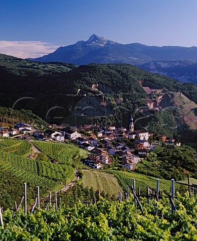 Vineyards surround the village of Verla in   the Val di Cembra Trentino Italy  Trentino  Caldaro DOCs